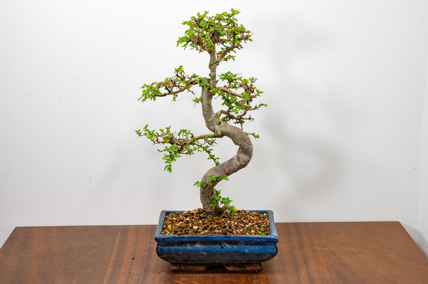 Chinese Elm Bonsai and Care Kit in 20cm Navy Ceramic Pot