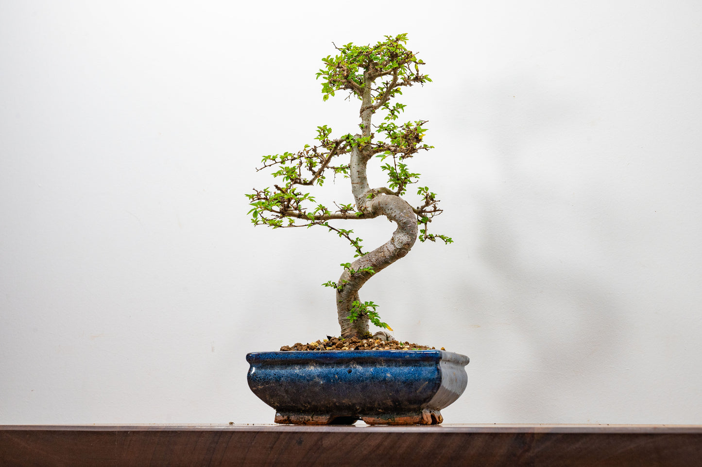 Chinese Elm Bonsai and Care Kit in 20cm Navy Ceramic Pot