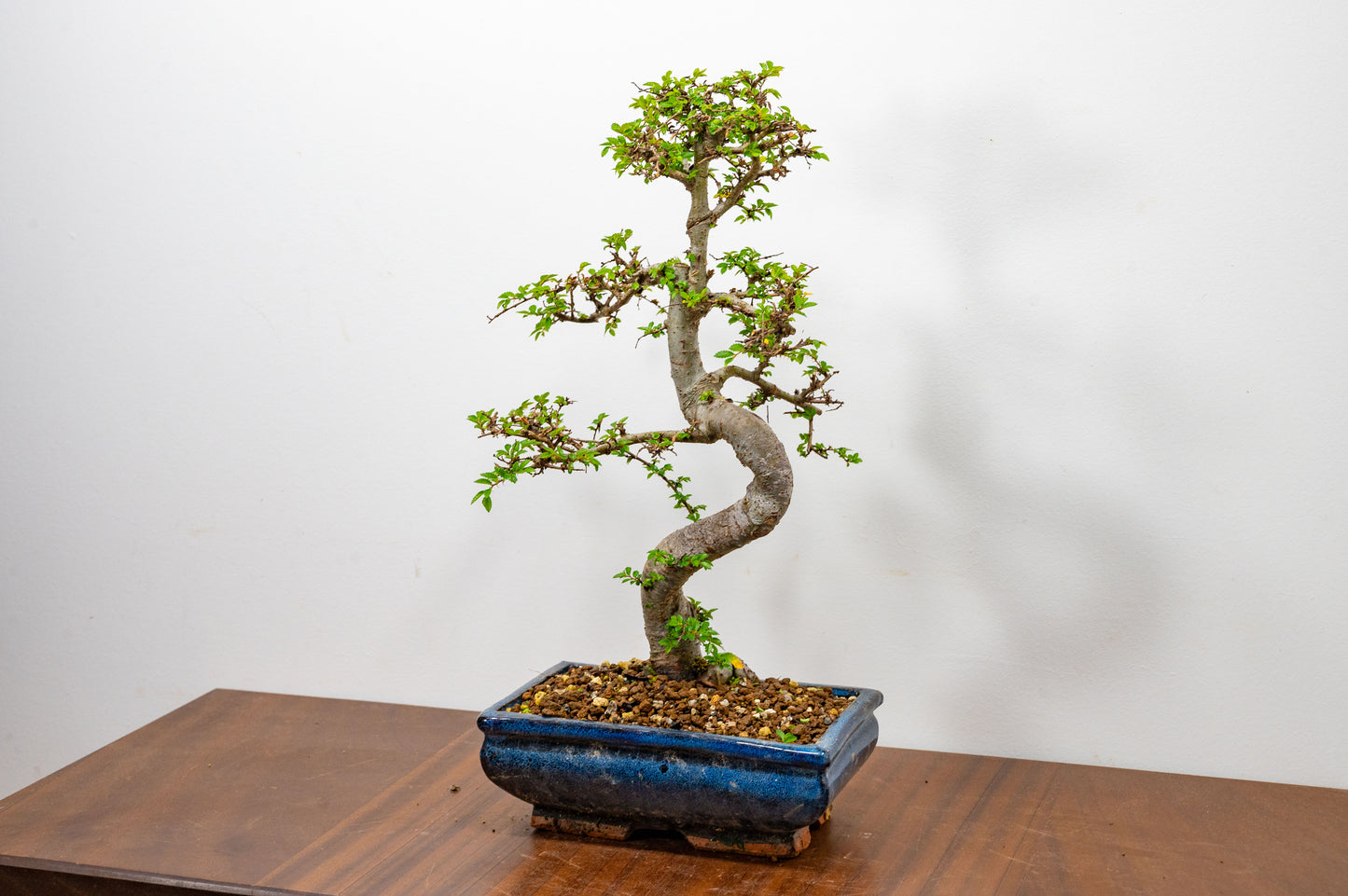 Chinese Elm Bonsai and Care Kit in 20cm Navy Ceramic Pot
