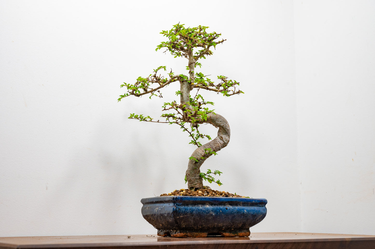 Chinese Elm Bonsai and Care Kit in 20cm Navy Ceramic Pot