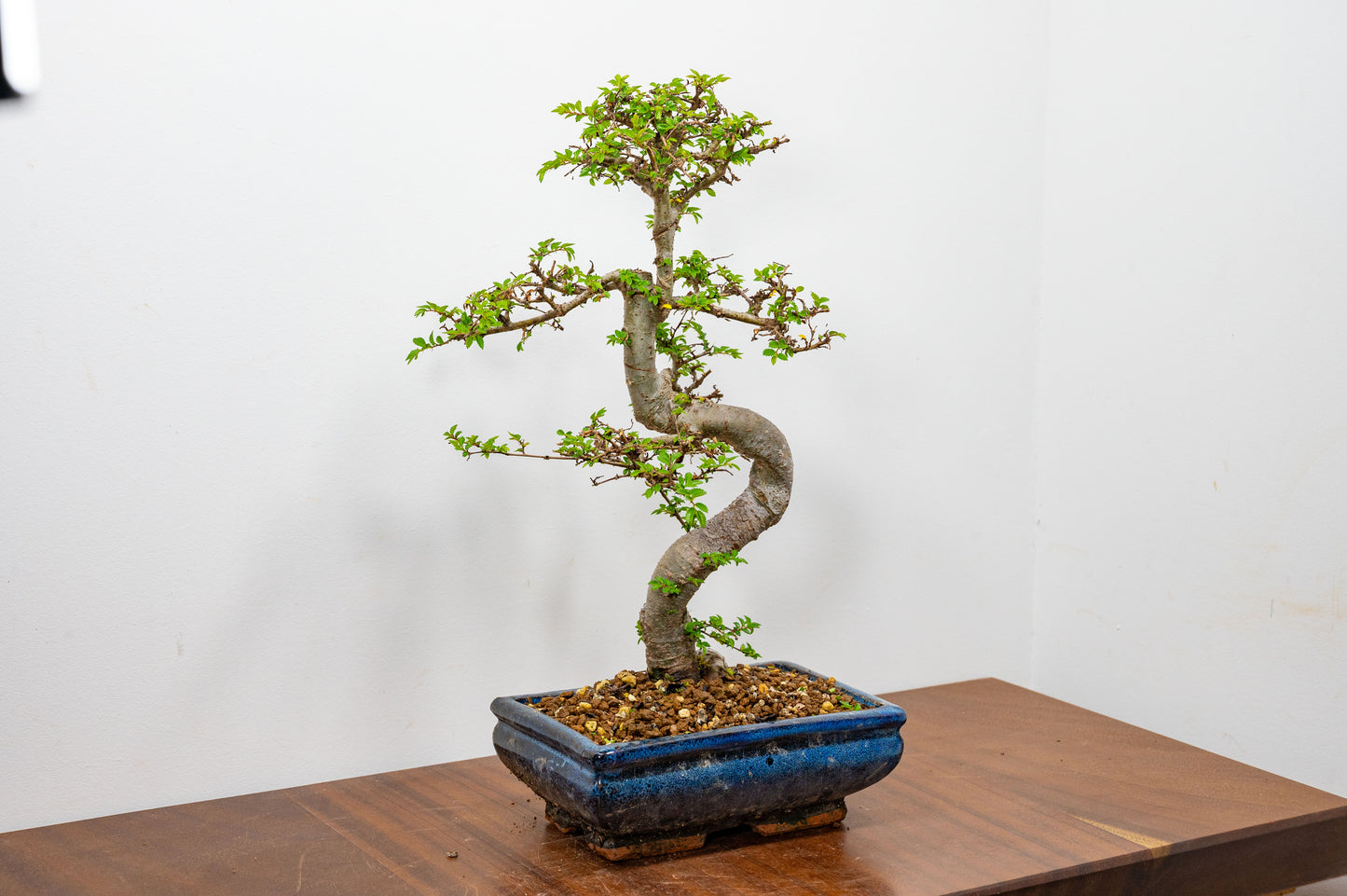 Chinese Elm Bonsai and Care Kit in 20cm Navy Ceramic Pot
