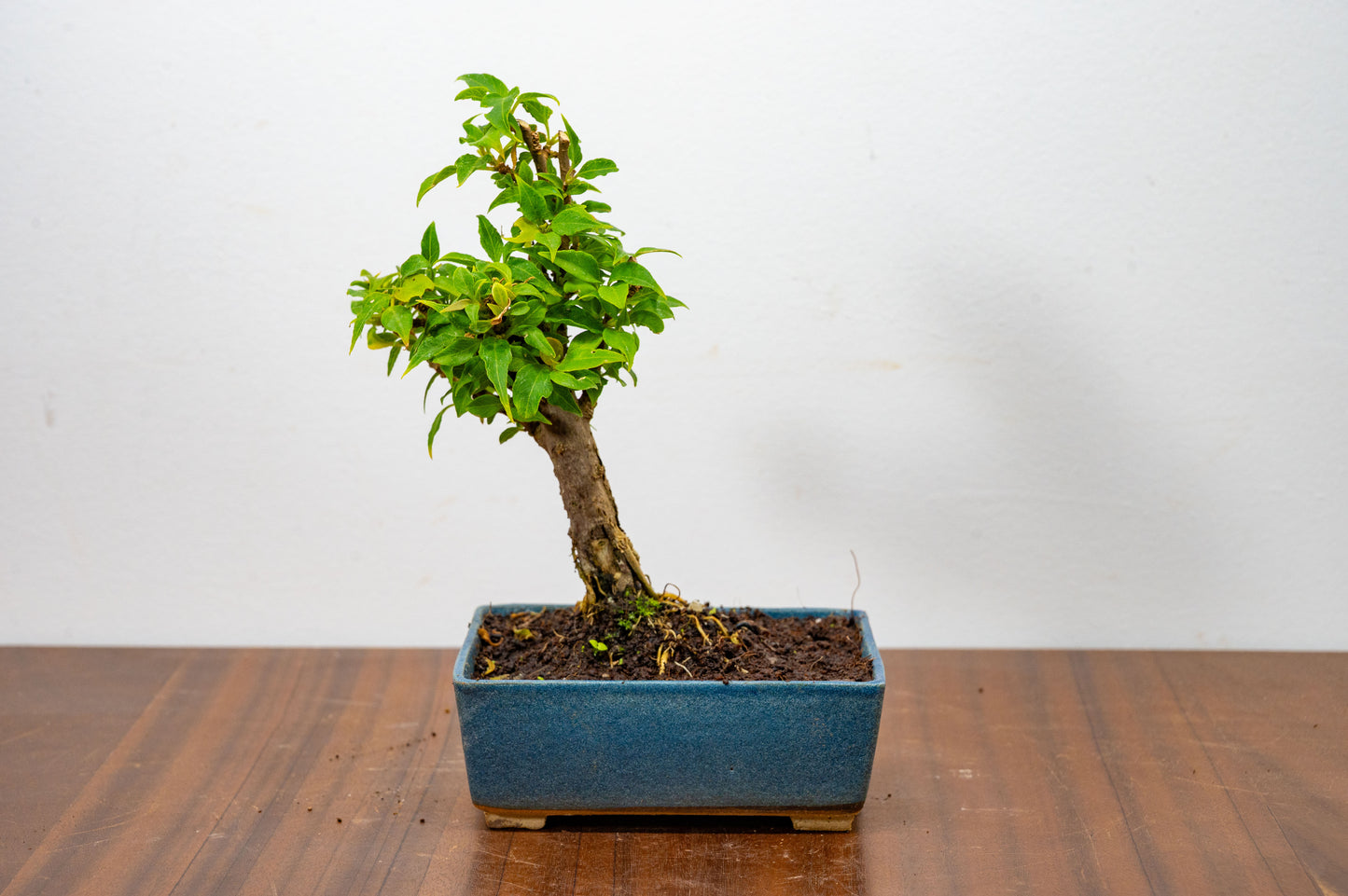Bougainvillea Pink Flowering Bonsai - 12cm Matt Blue pot