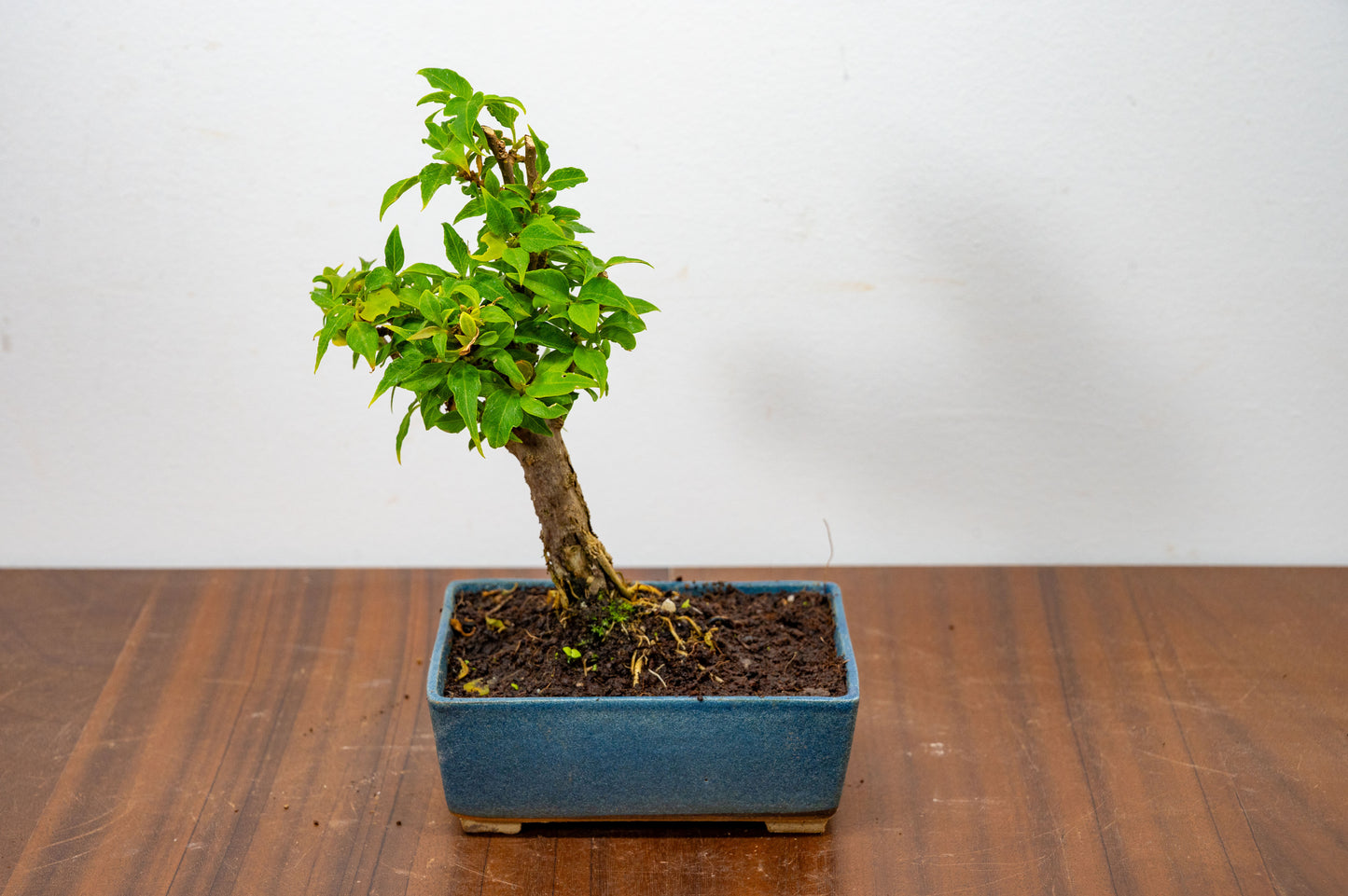 Bougainvillea Pink Flowering Bonsai - 12cm Matt Blue pot