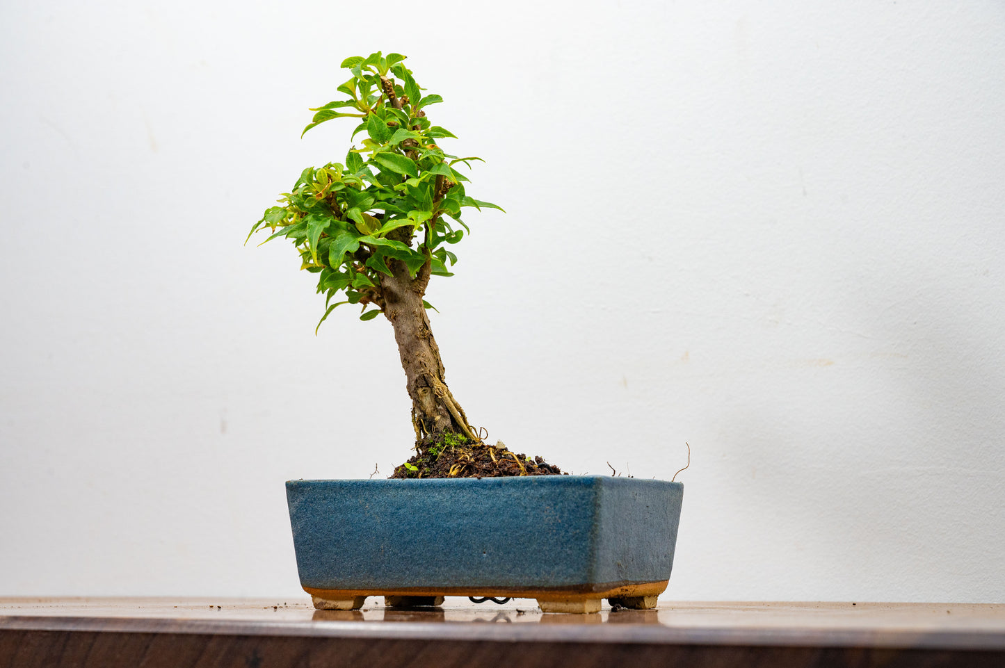 Bougainvillea Pink Flowering Bonsai - 12cm Matt Blue pot