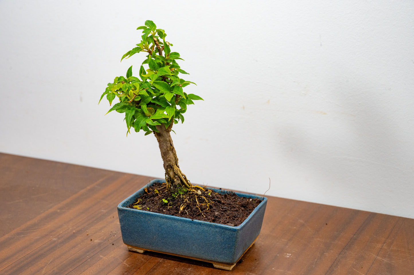 Bougainvillea Pink Flowering Bonsai - 12cm Matt Blue pot