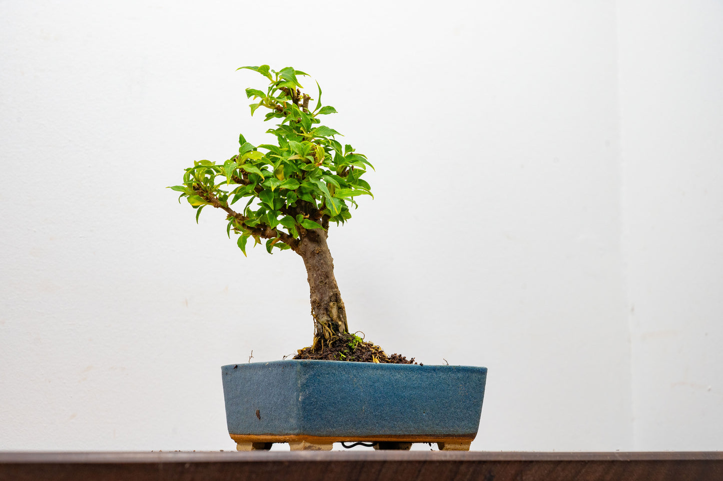 Bougainvillea Pink Flowering Bonsai - 12cm Matt Blue pot