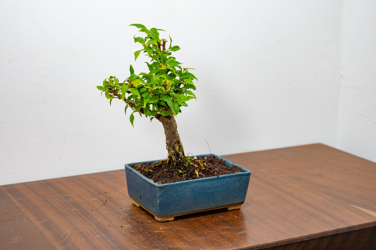 Bougainvillea Pink Flowering Bonsai - 12cm Matt Blue pot