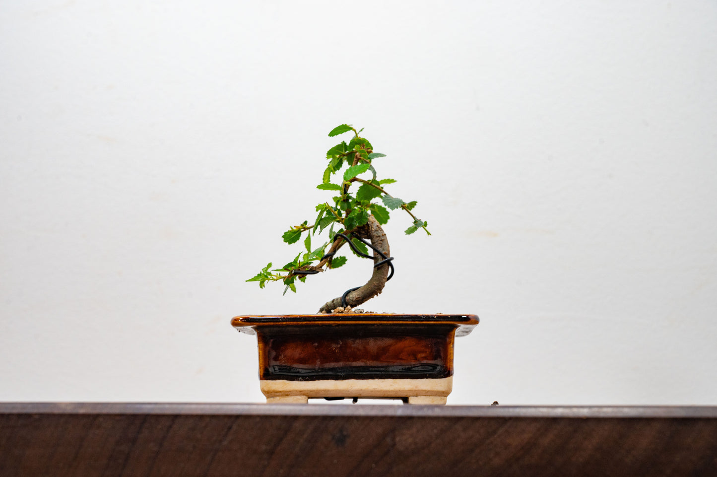 Chinese Elm 'MAME' Bonsai in 11 cm Dark Brown Ceramic Pot