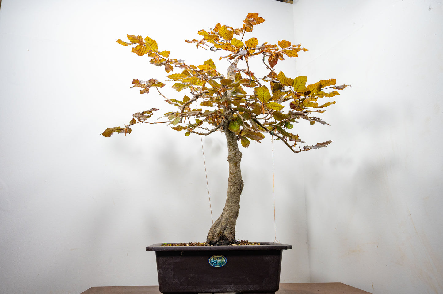 European Purple Beech - Bonsai