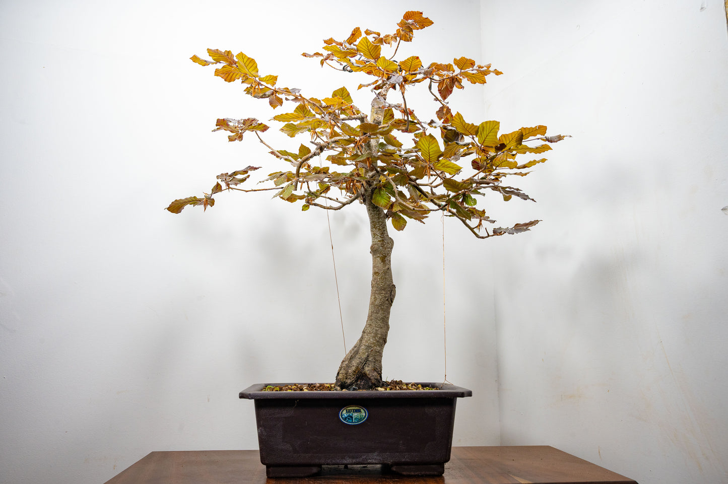 European Purple Beech - Bonsai