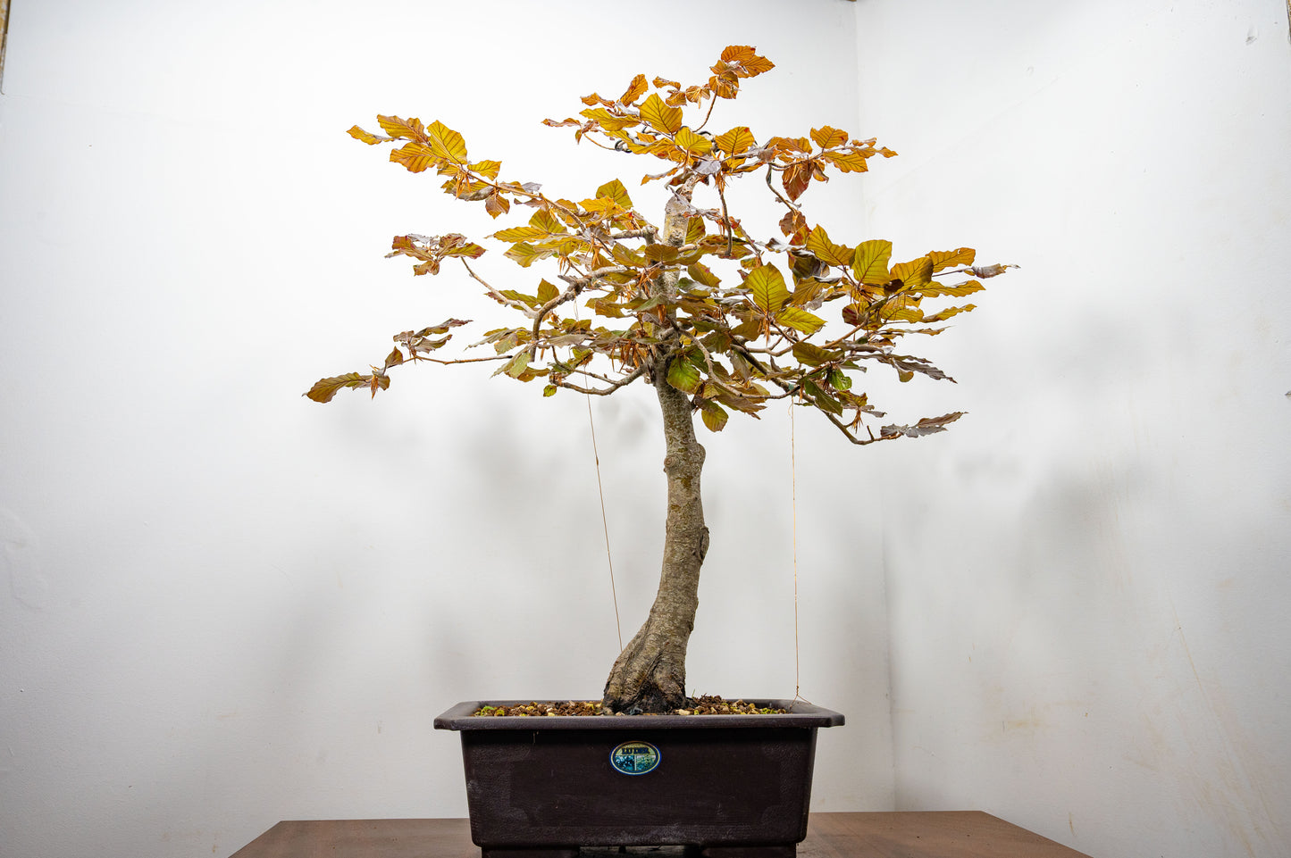 European Purple Beech - Bonsai