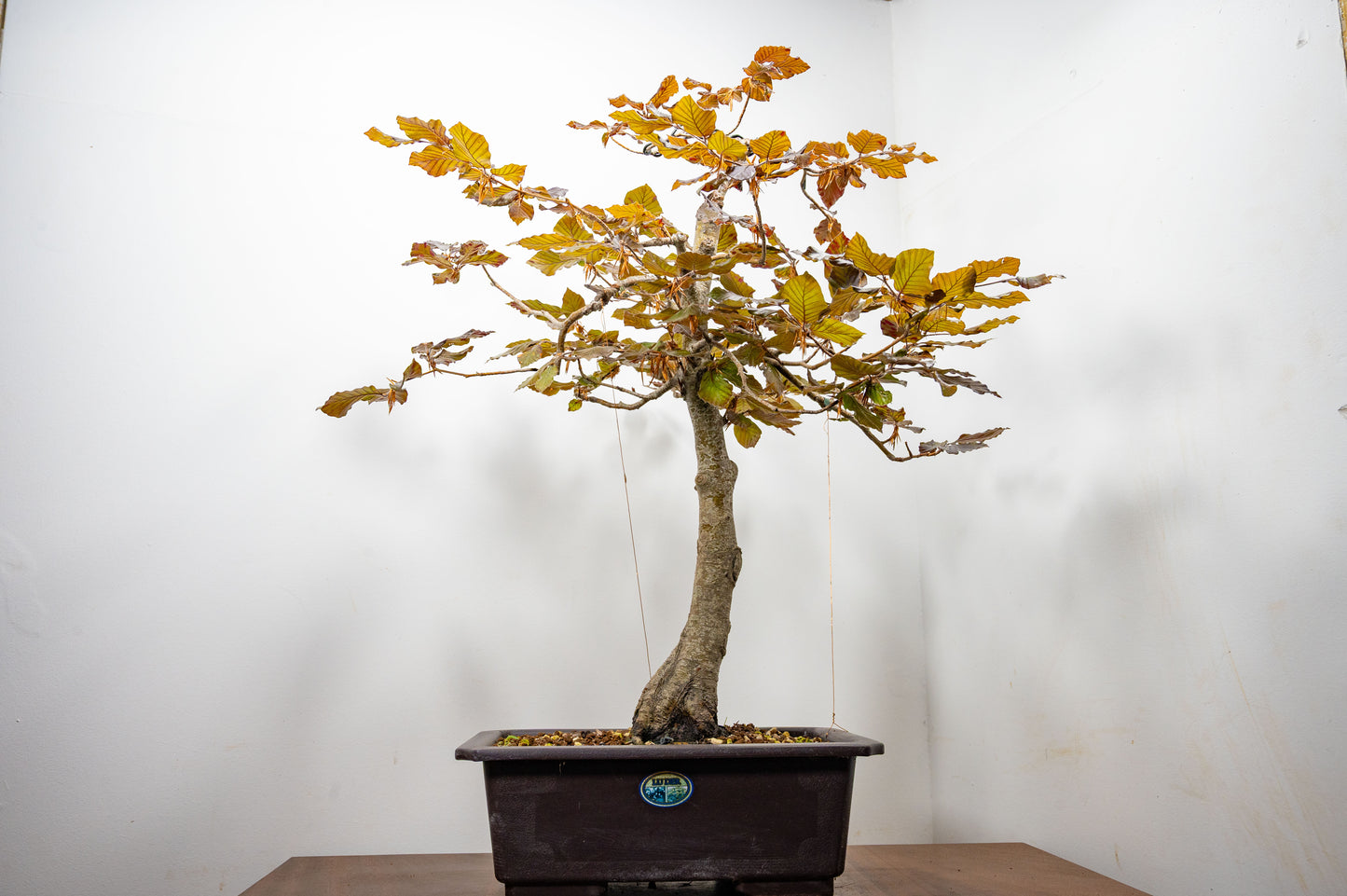 European Purple Beech - Bonsai