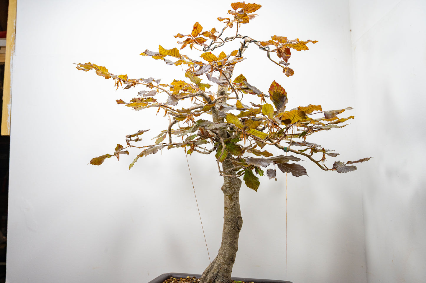 European Purple Beech - Bonsai