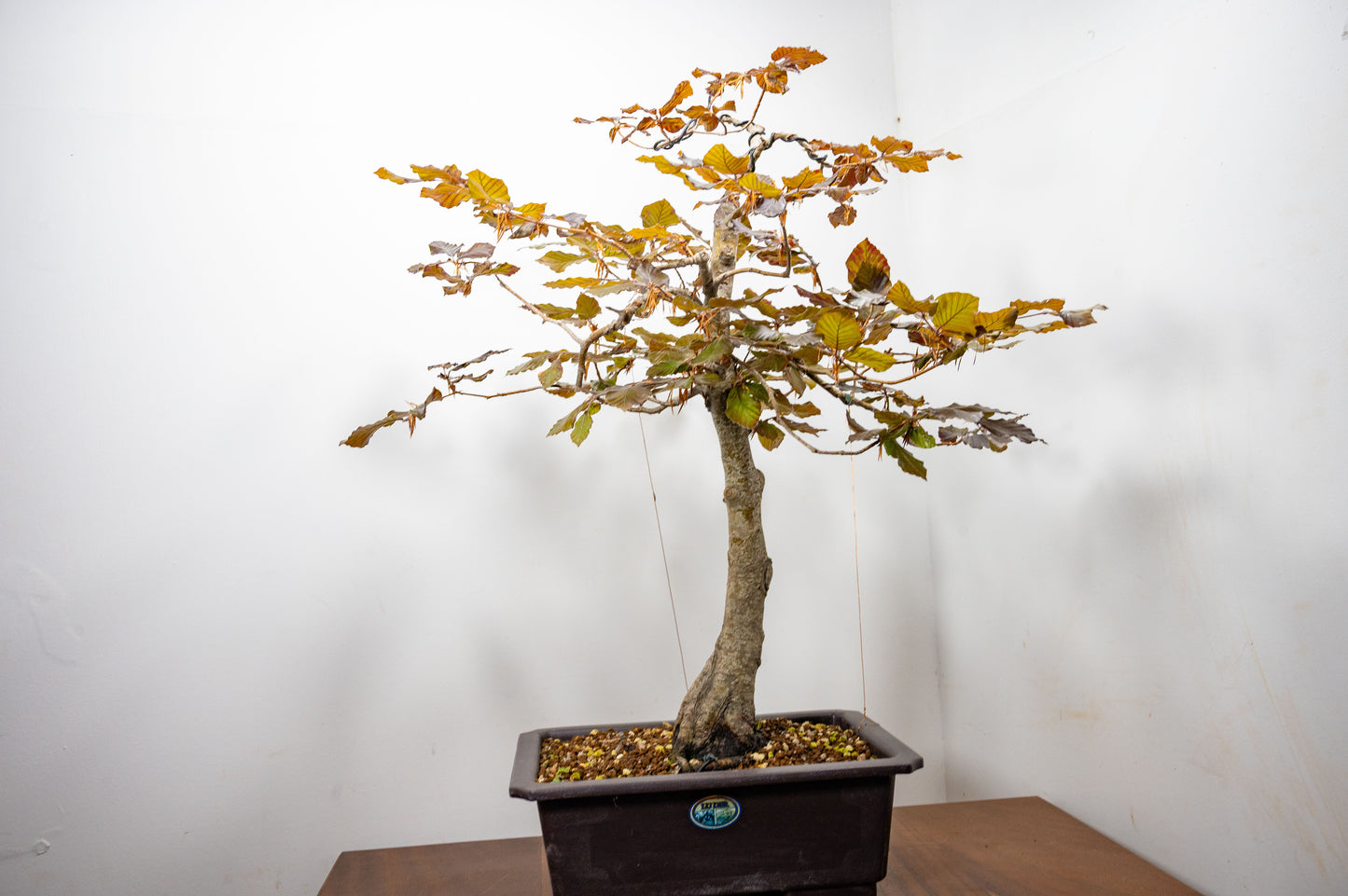 European Purple Beech - Bonsai