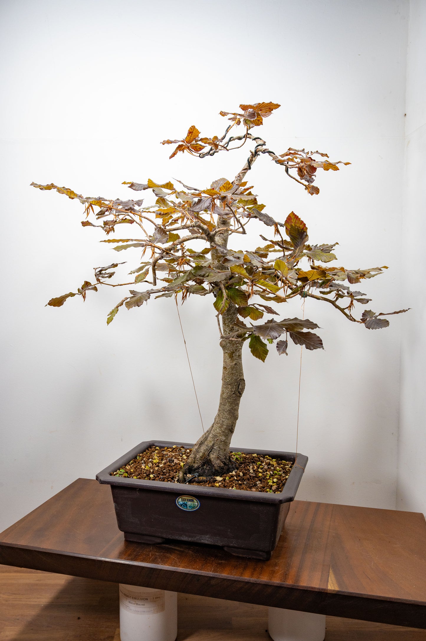 European Purple Beech - Bonsai