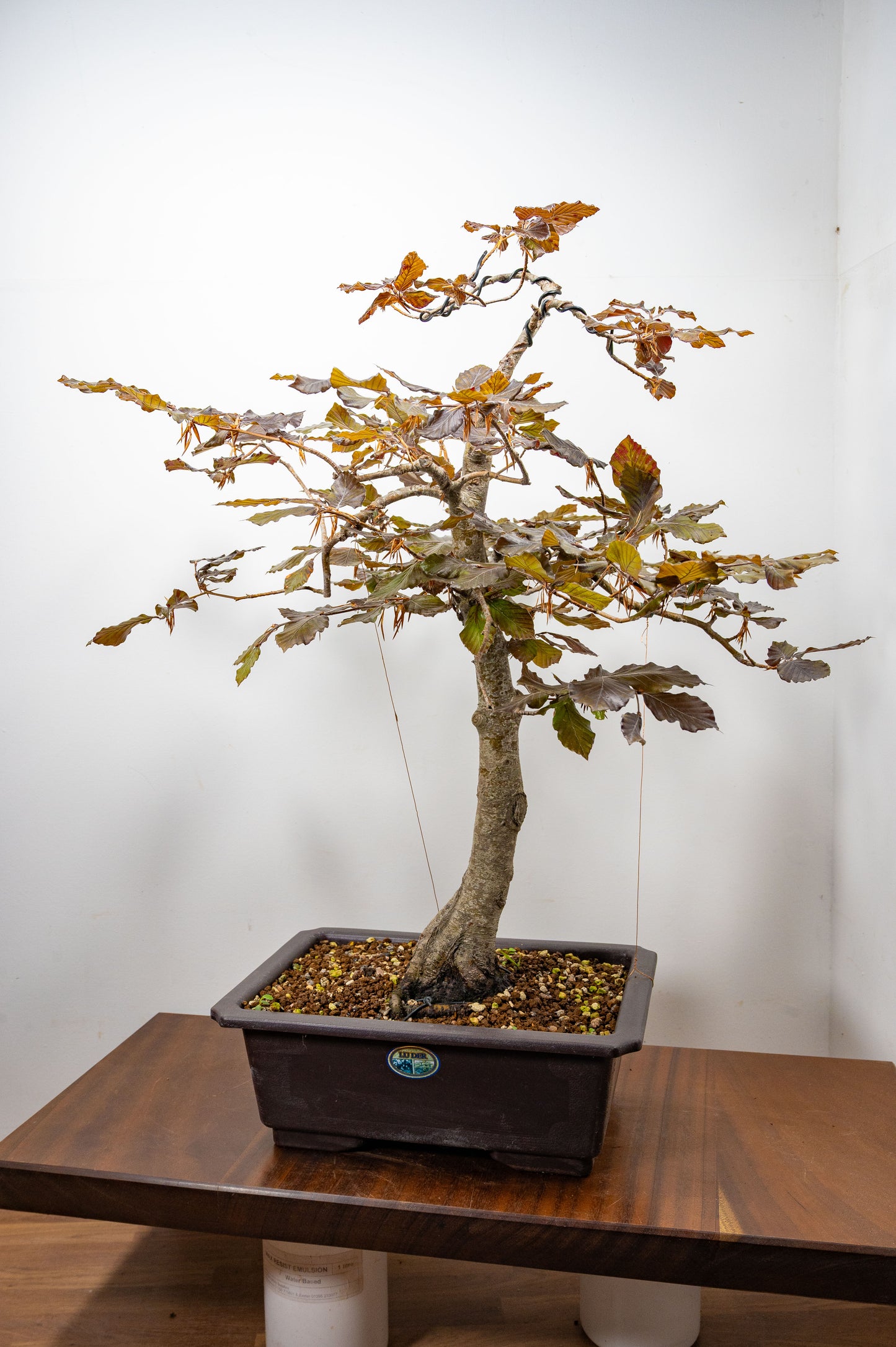 European Purple Beech - Bonsai