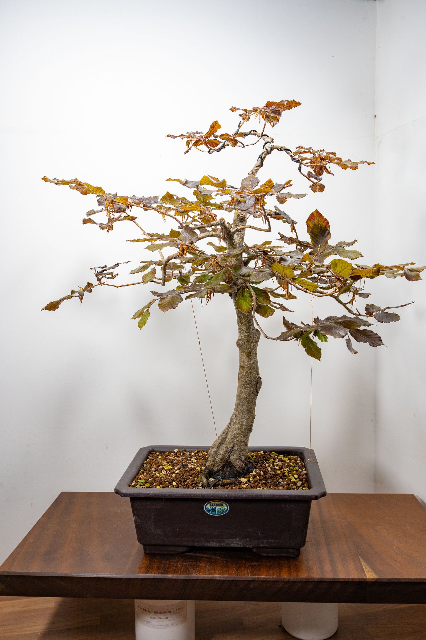 European Purple Beech - Bonsai