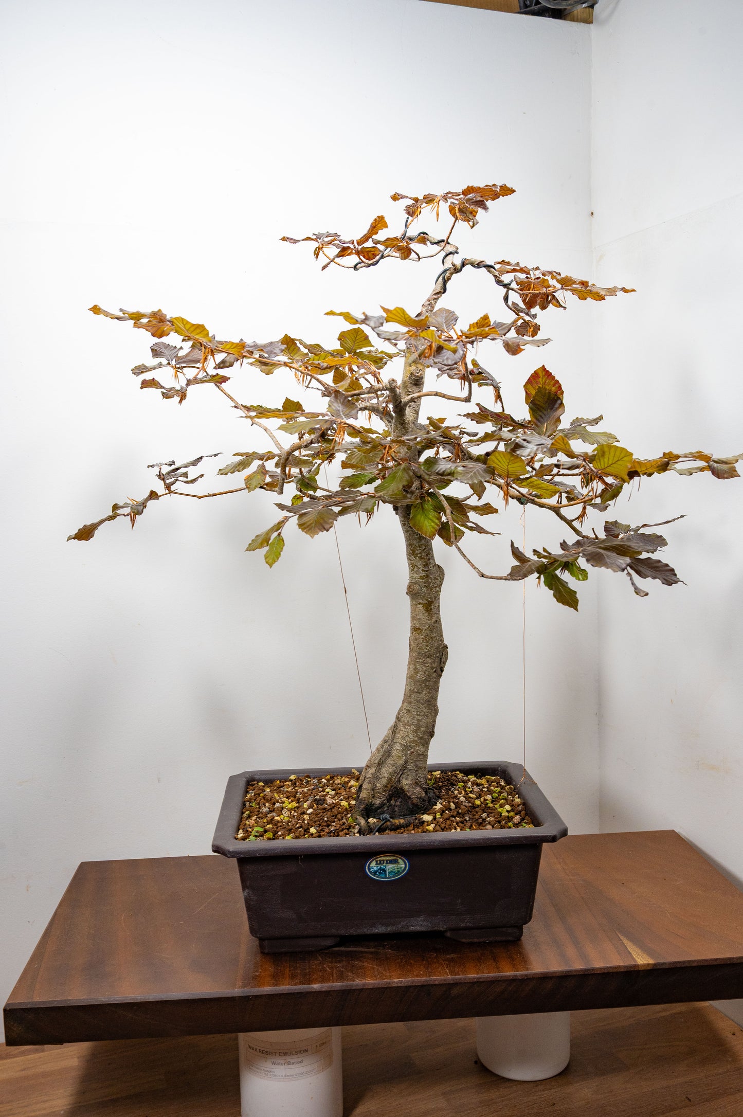 European Purple Beech - Bonsai