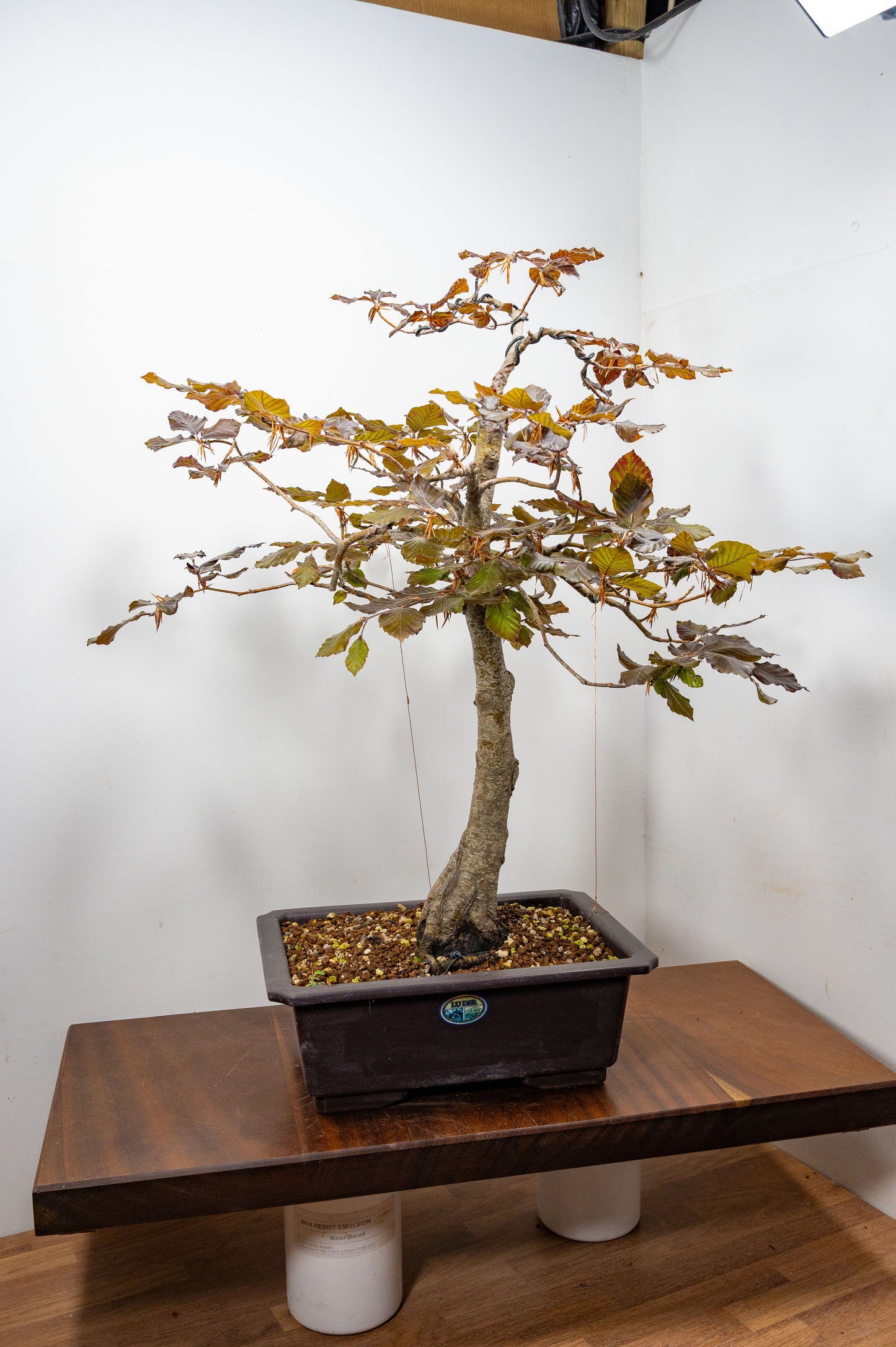 European Purple Beech - Bonsai