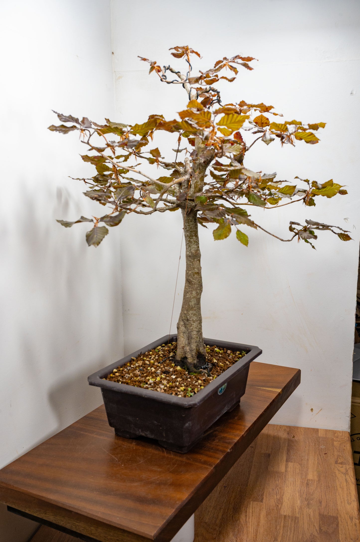 European Purple Beech - Bonsai