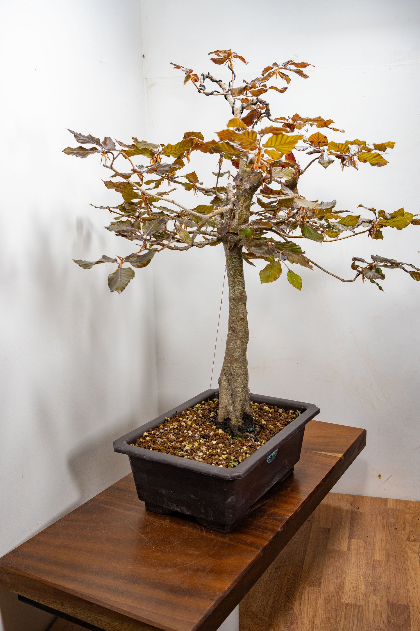 European Purple Beech - Bonsai