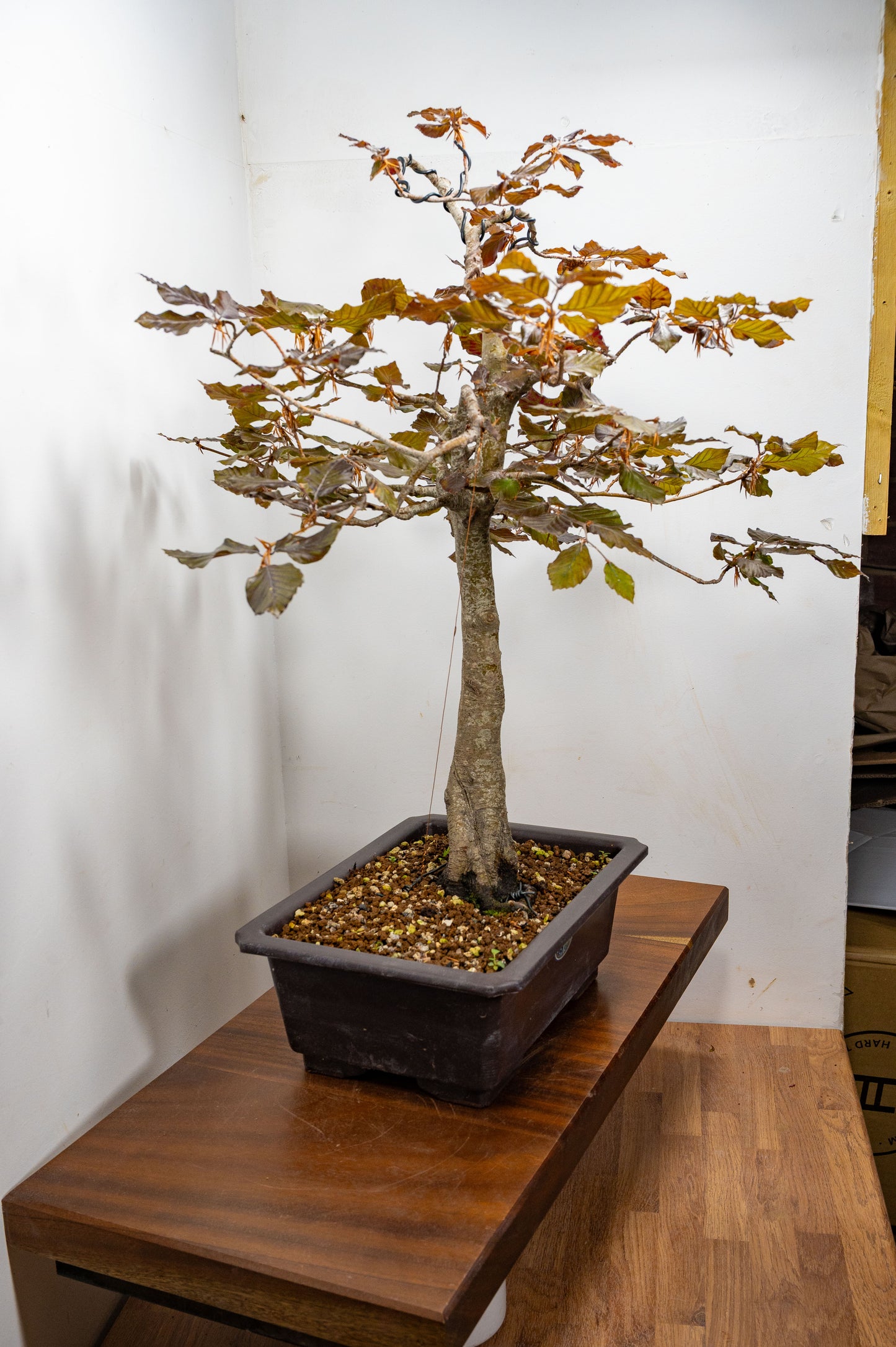 European Purple Beech - Bonsai