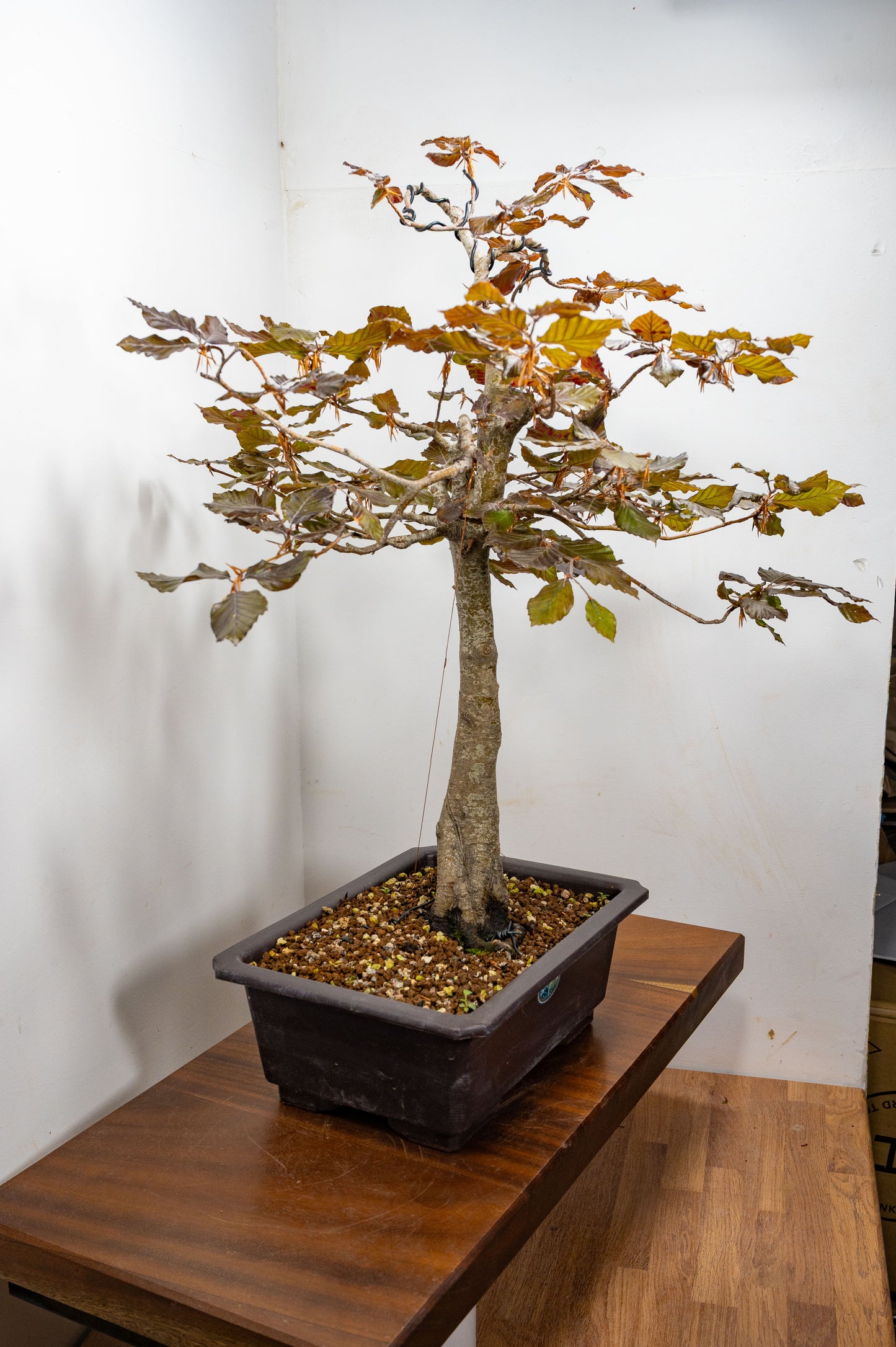 European Purple Beech - Bonsai