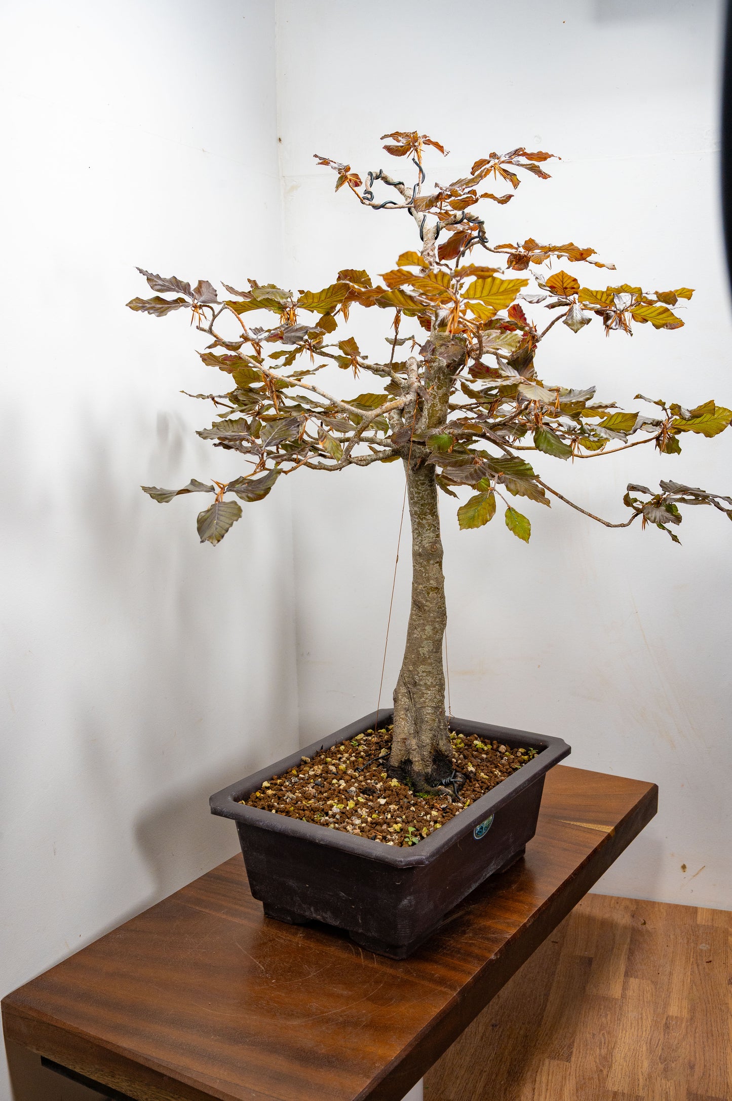 European Purple Beech - Bonsai