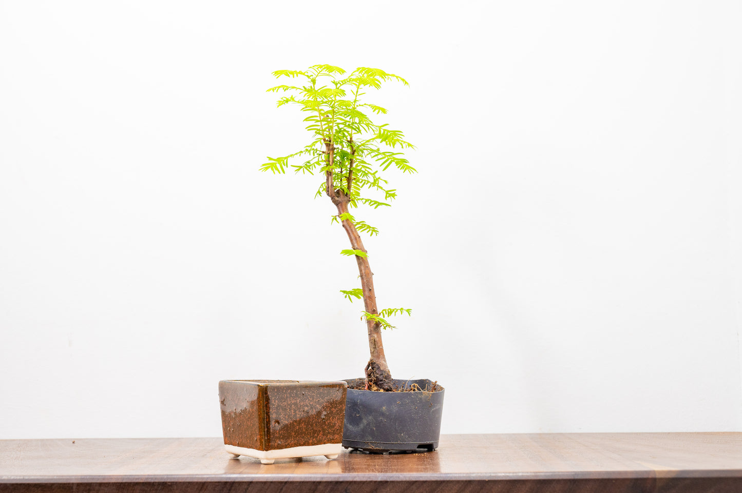 Dawn Redwood - Starter Bonsai Signature Bundle