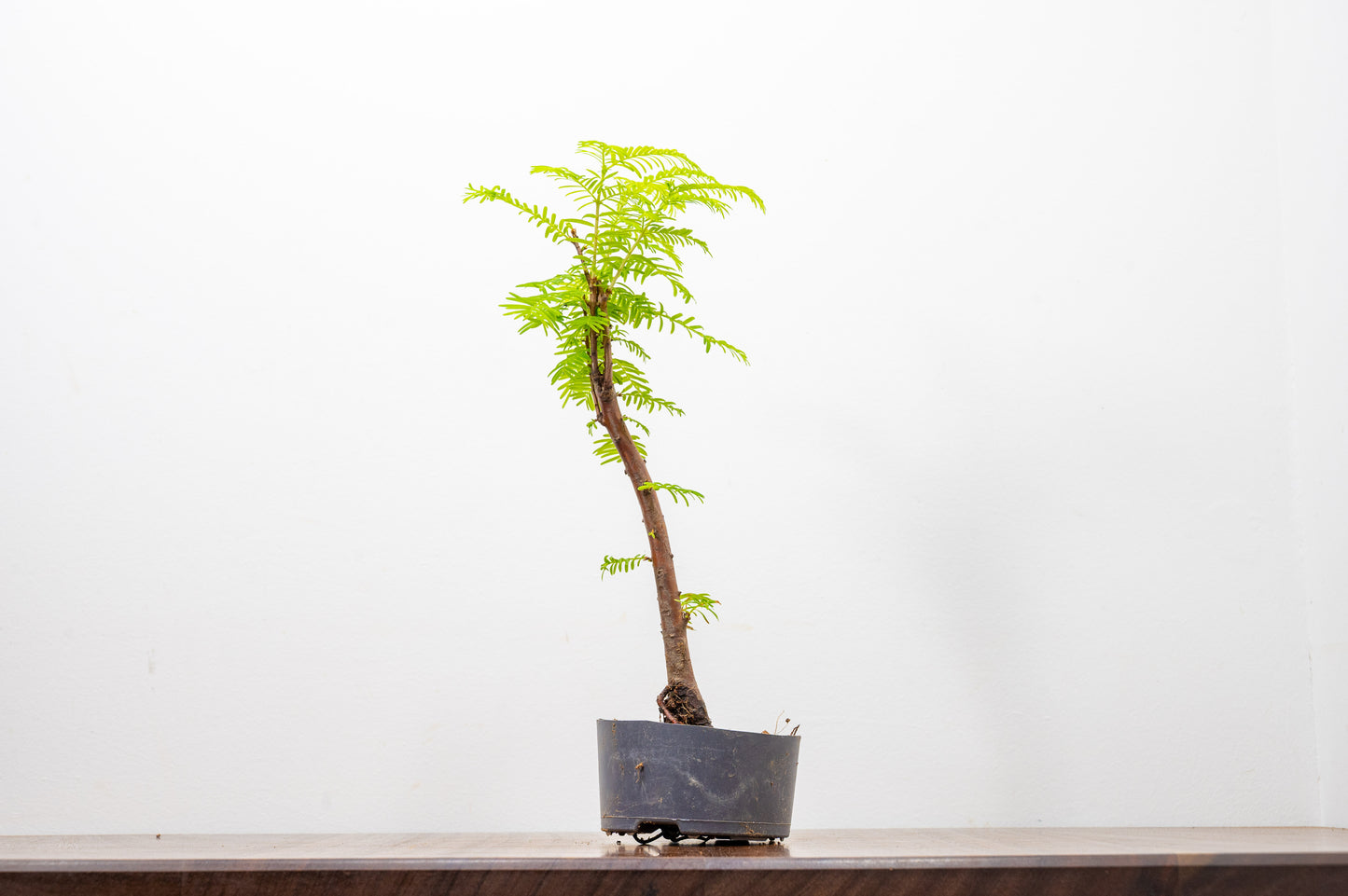 Dawn Redwood - Starter Bonsai Signature Bundle