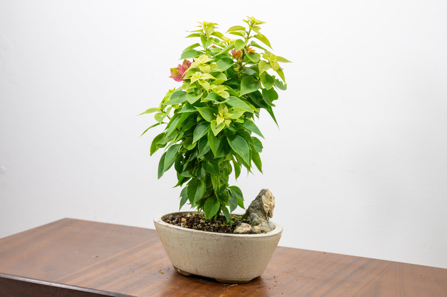 Bougainvillea - Pink Flowering & Rock Bonsai - 16cm