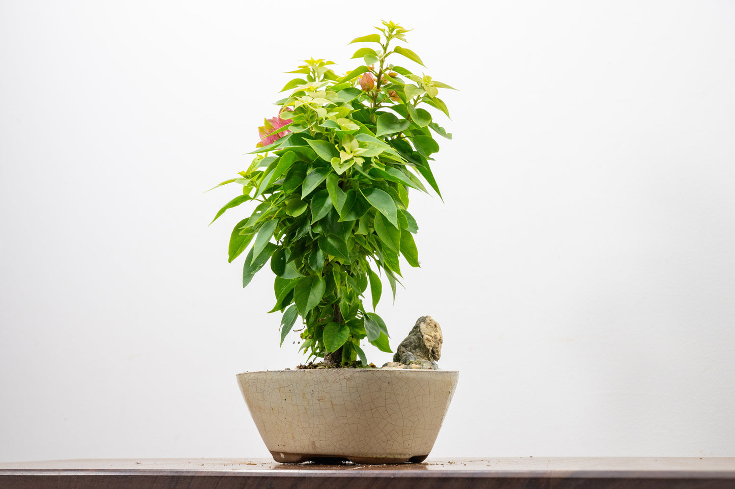Bougainvillea - Pink Flowering & Rock Bonsai - 16cm