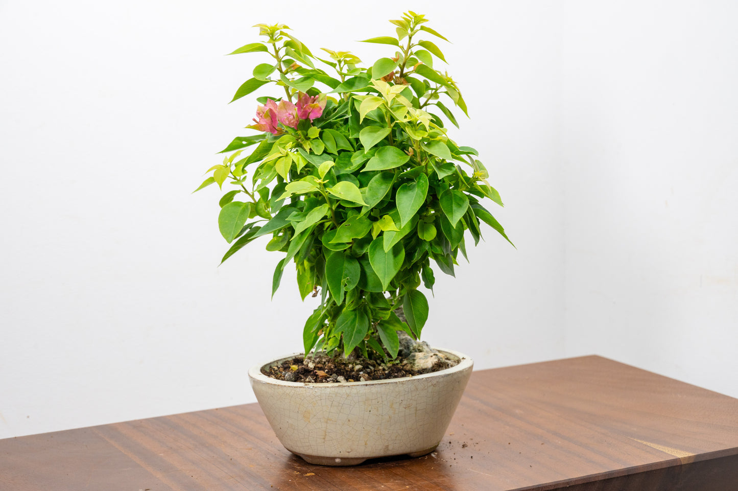 Bougainvillea - Pink Flowering & Rock Bonsai - 16cm