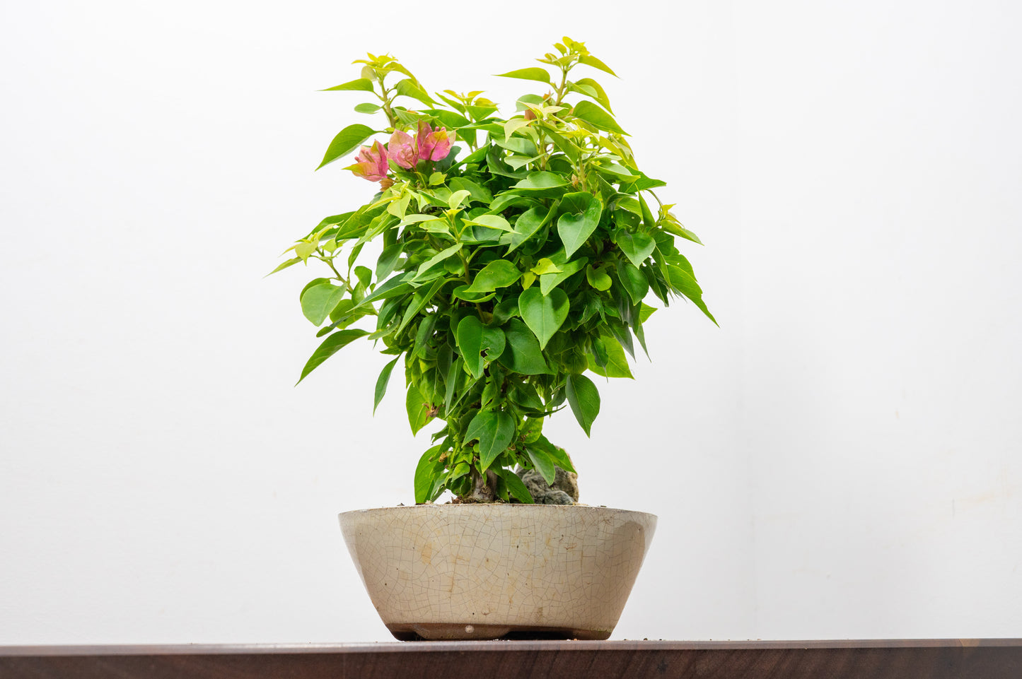 Bougainvillea - Pink Flowering & Rock Bonsai - 16cm