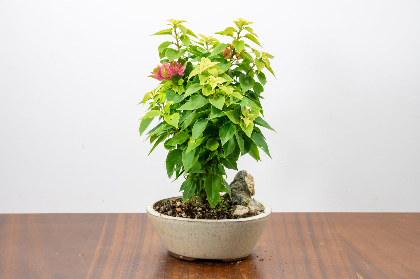 Bougainvillea - Pink Flowering & Rock Bonsai - 16cm