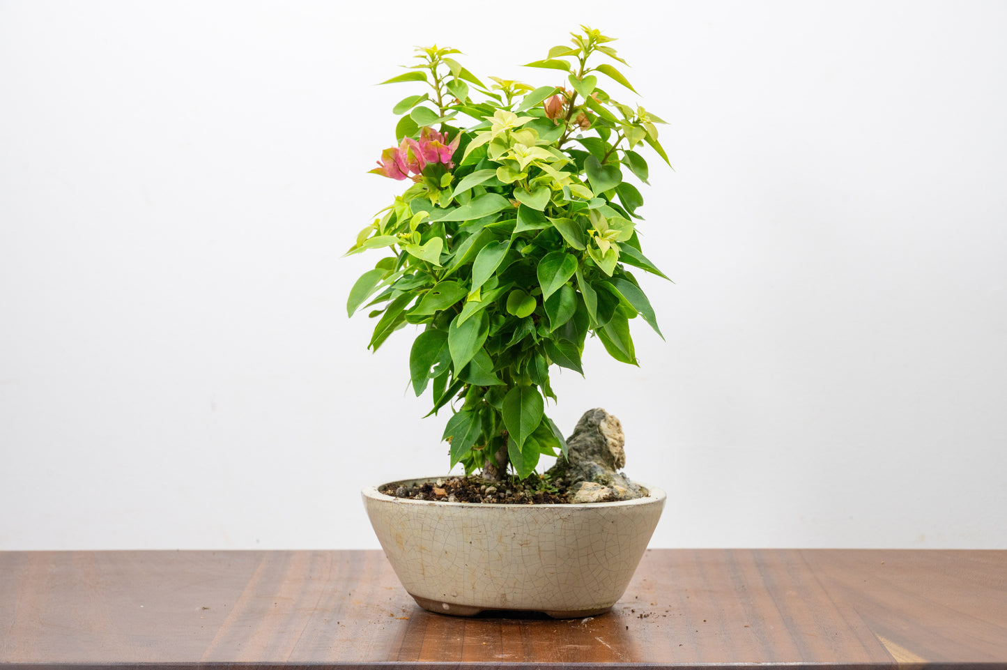 Bougainvillea - Pink Flowering & Rock Bonsai - 16cm