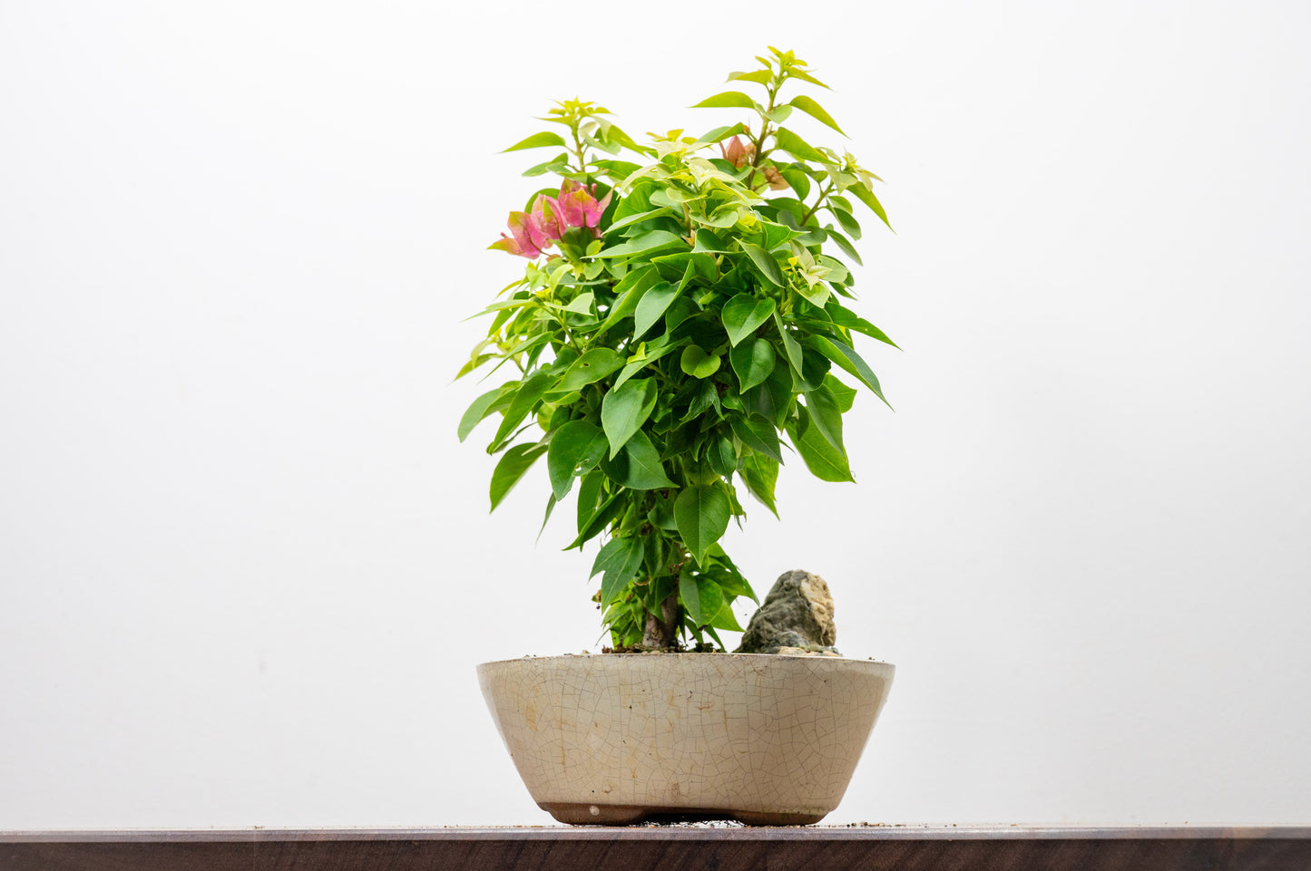 Bougainvillea - Pink Flowering & Rock Bonsai - 16cm
