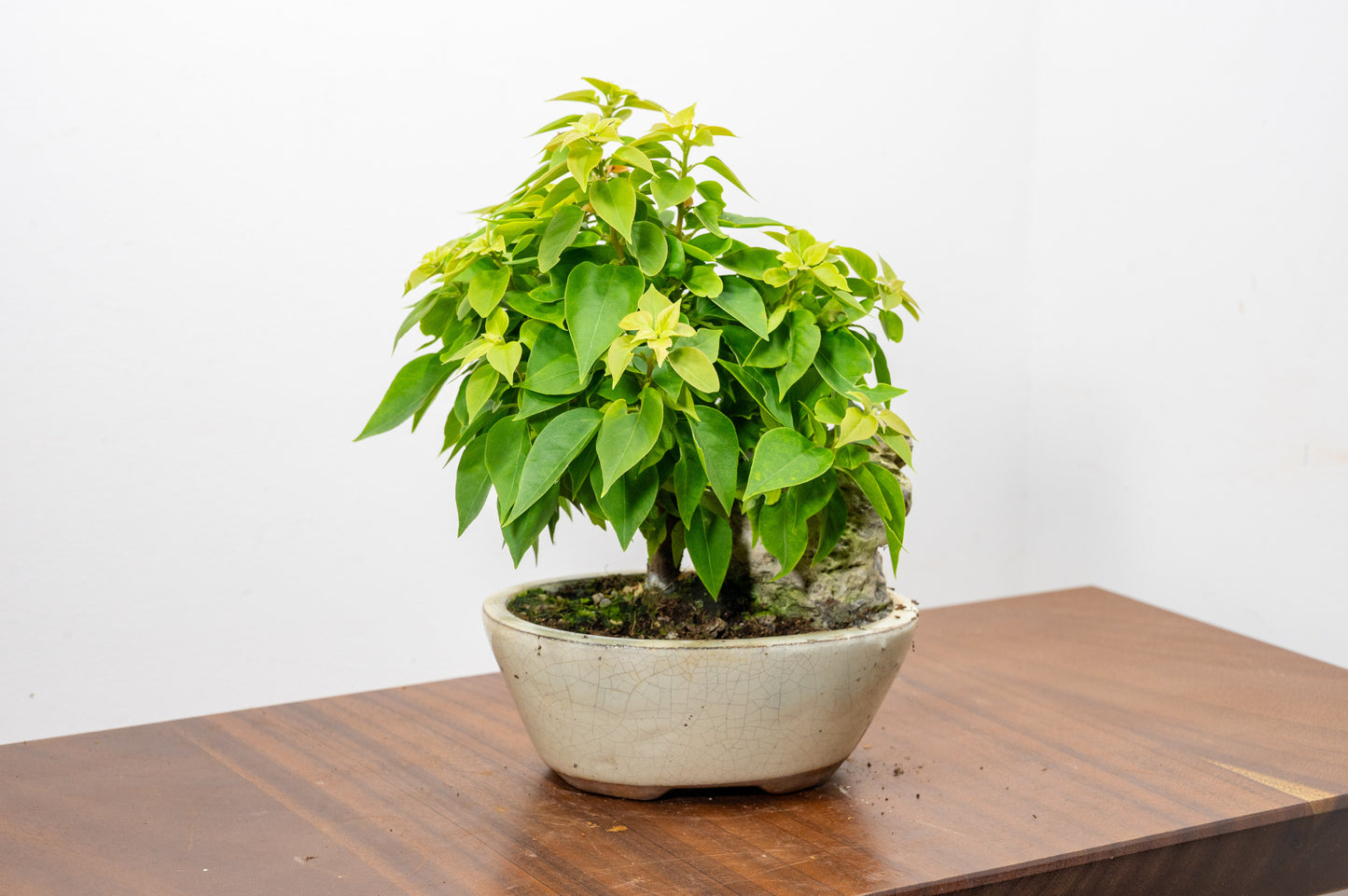 Bougainvillea - Pink Flowering & Rock Bonsai - 16cm