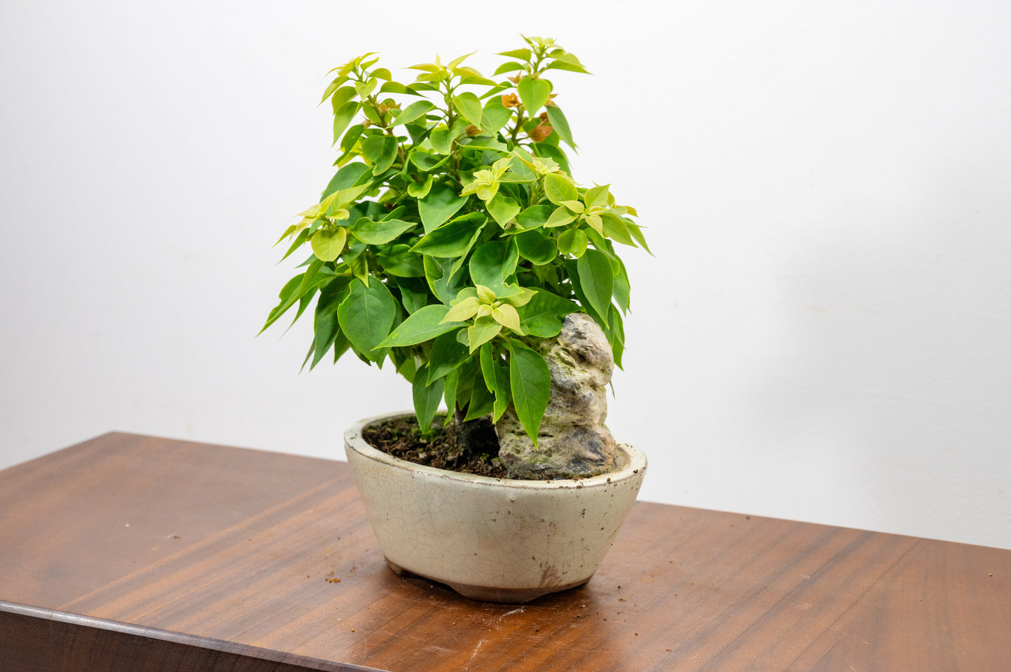 Bougainvillea - Pink Flowering & Rock Bonsai - 16cm