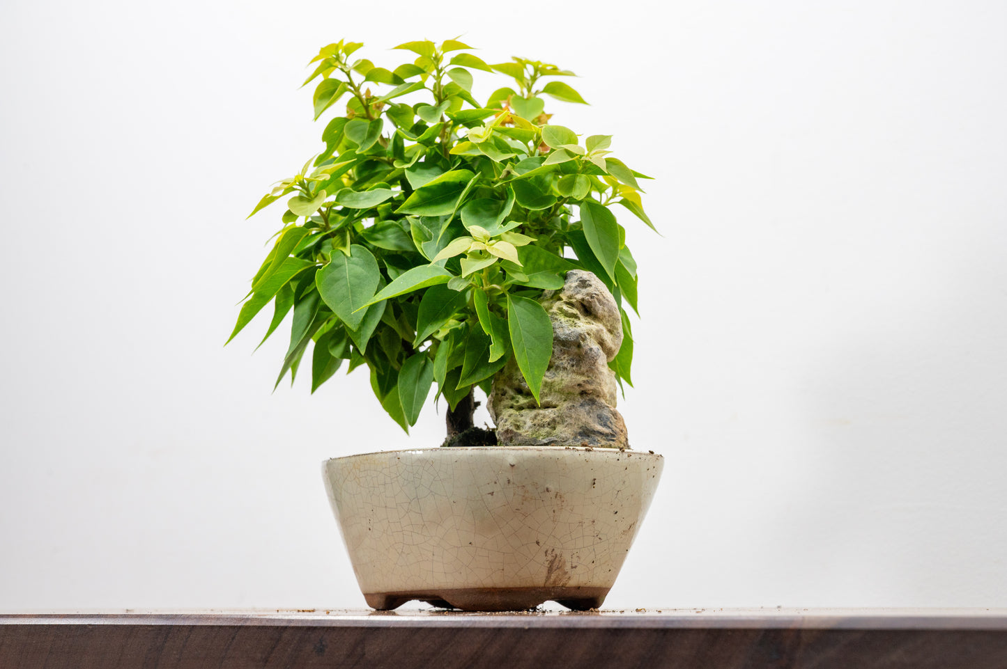 Bougainvillea - Pink Flowering & Rock Bonsai - 16cm