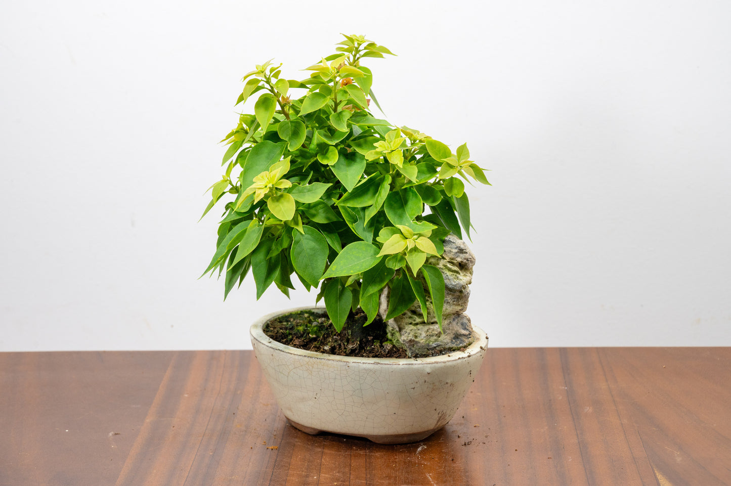 Bougainvillea - Pink Flowering & Rock Bonsai - 16cm