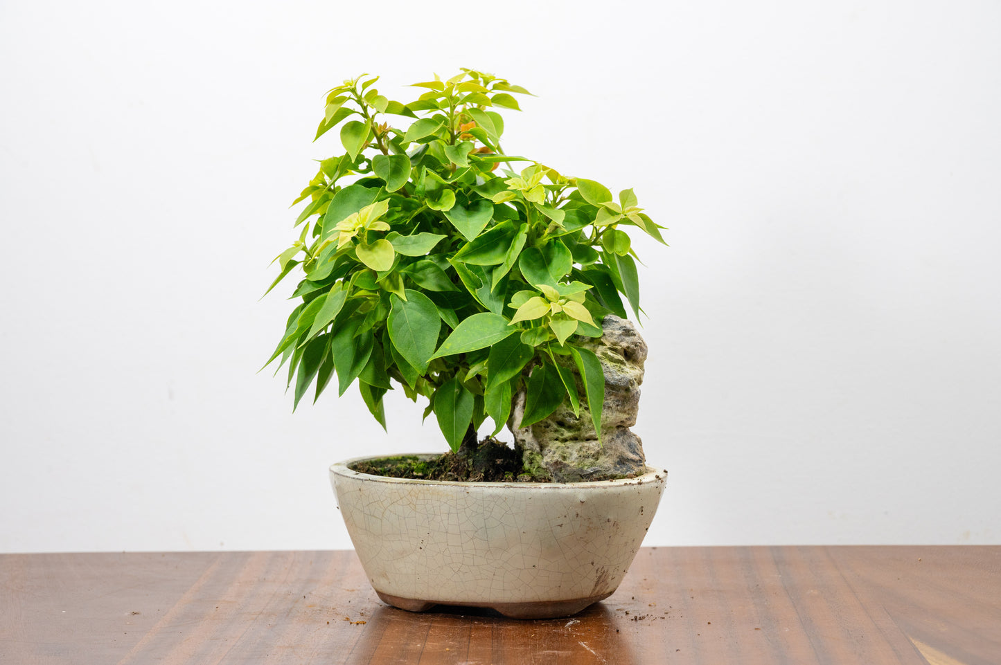 Bougainvillea - Pink Flowering & Rock Bonsai - 16cm