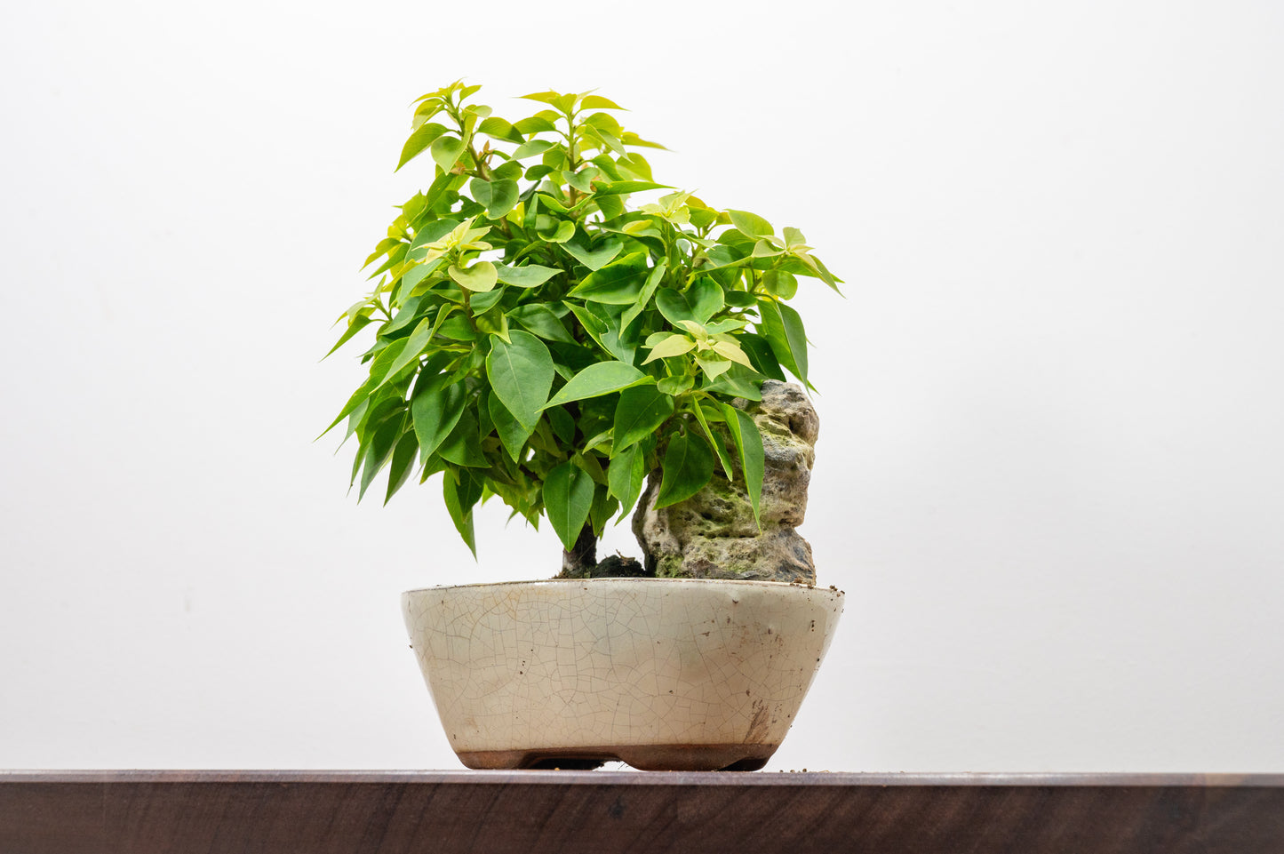 Bougainvillea - Pink Flowering & Rock Bonsai - 16cm