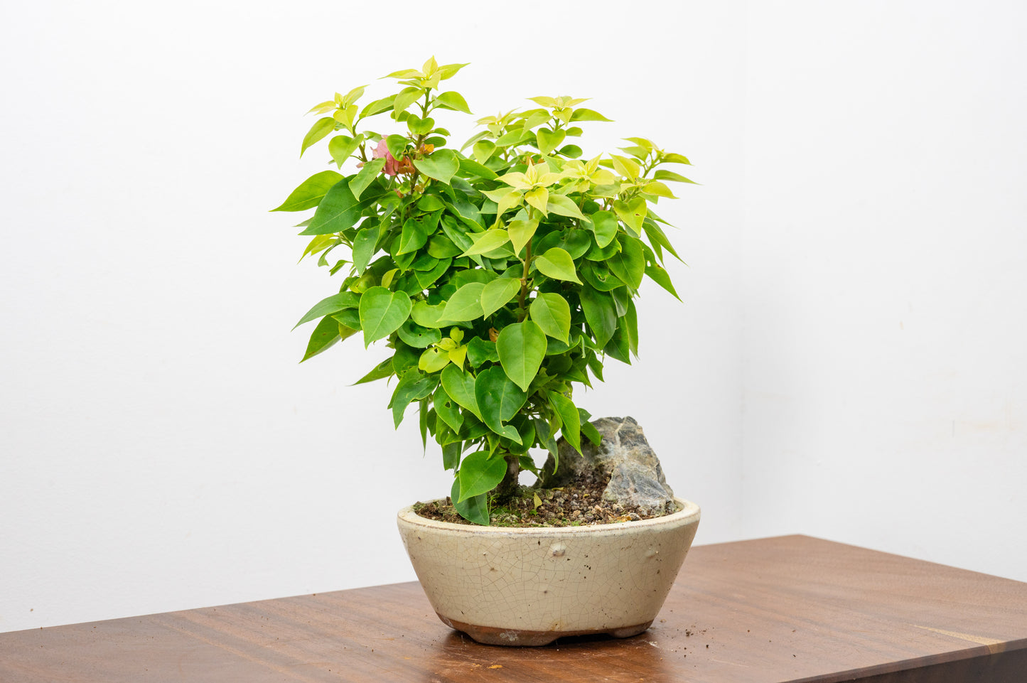 Bougainvillea - Pink Flowering & Rock Bonsai - 16cm