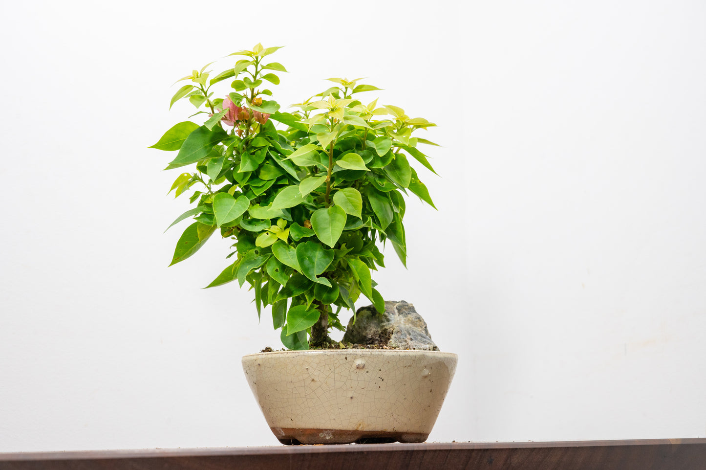 Bougainvillea - Pink Flowering & Rock Bonsai - 16cm