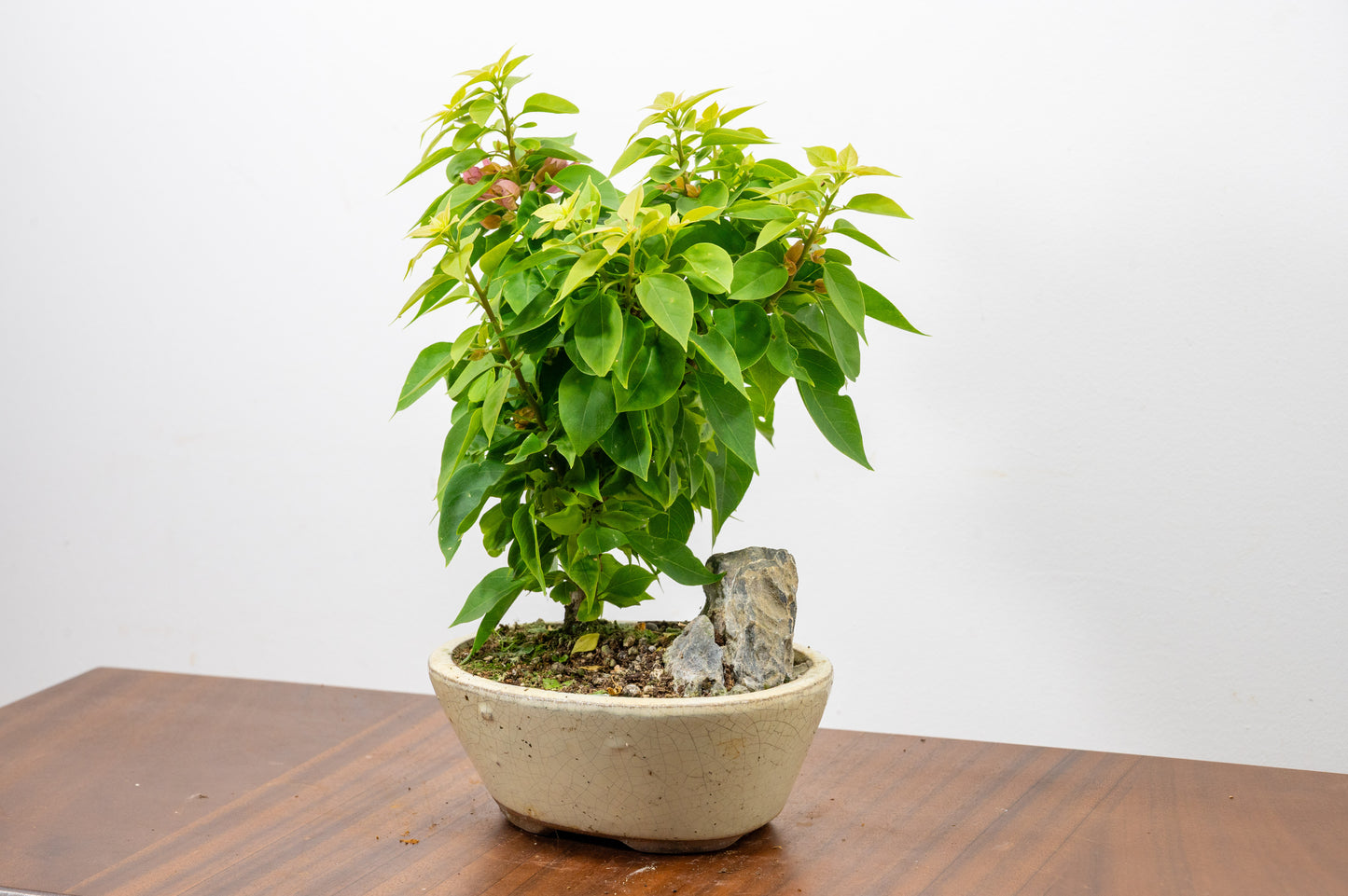 Bougainvillea - Pink Flowering & Rock Bonsai - 16cm