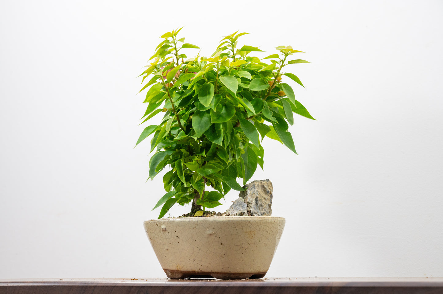 Bougainvillea - Pink Flowering & Rock Bonsai - 16cm