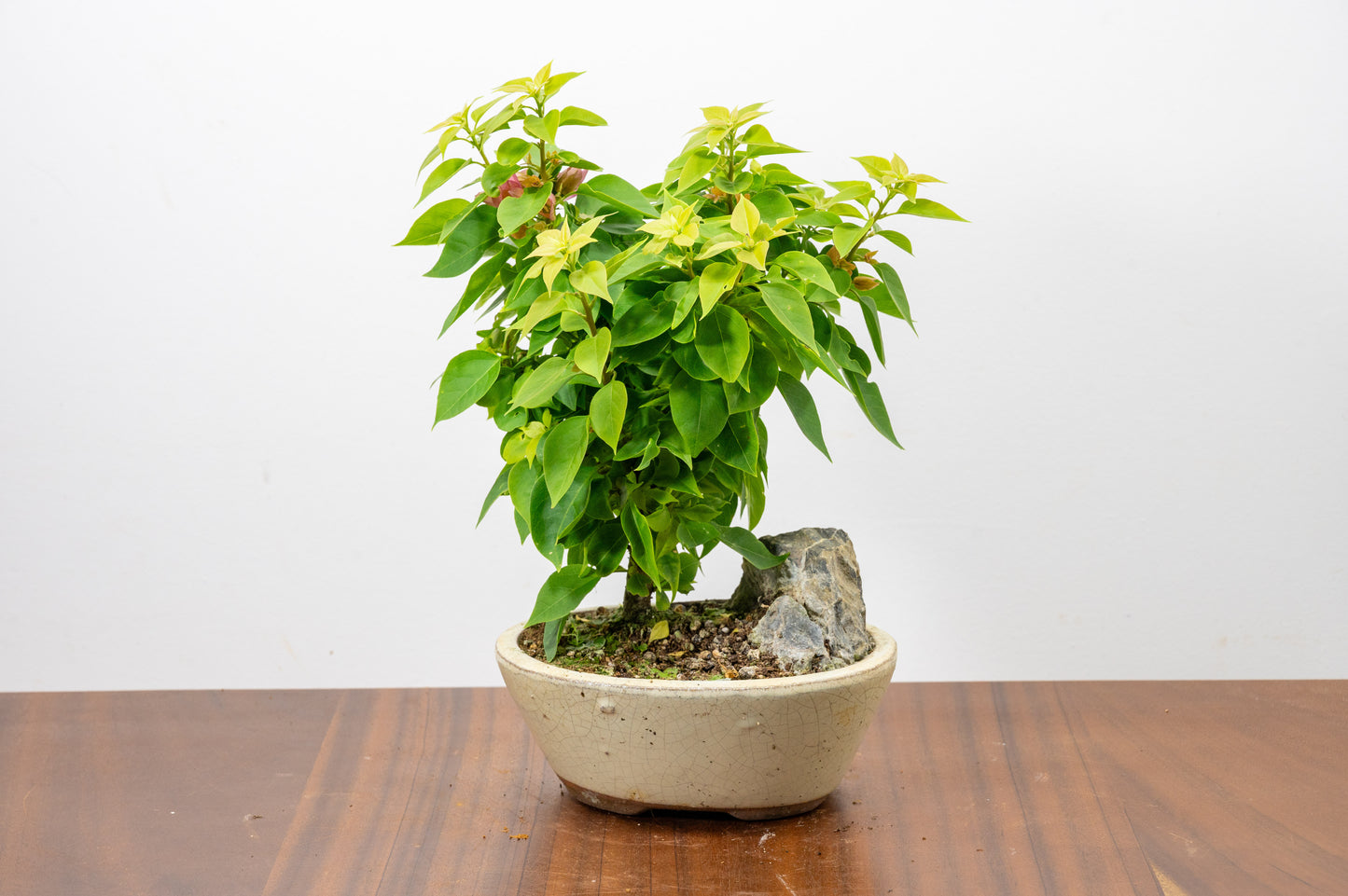 Bougainvillea - Pink Flowering & Rock Bonsai - 16cm