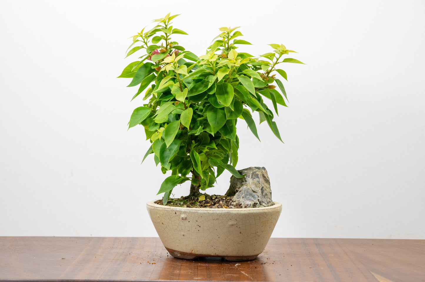 Bougainvillea - Pink Flowering & Rock Bonsai - 16cm