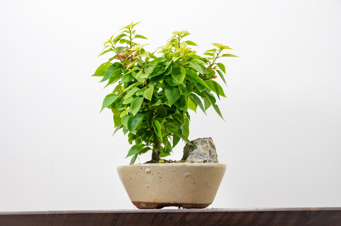 Bougainvillea - Pink Flowering & Rock Bonsai - 16cm